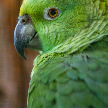 Papagei Portrait